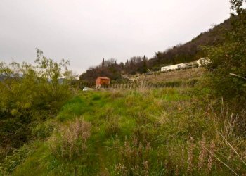 Terreno - Rustico strada maciurina, Vallebona - foto 11