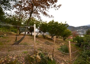 Terreno - Rustico strada maciurina, Vallebona - foto 15