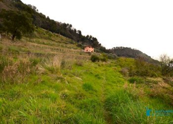 Terreno - Rustic strada maciurina, Vallebona - photo 10