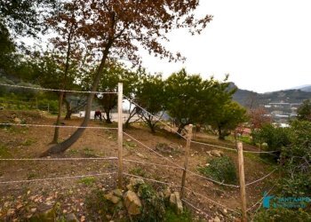 Terreno - Rustic strada maciurina, Vallebona - photo 15