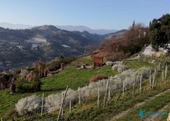 Terreno - Rustico strada maciurina, Vallebona - foto 10