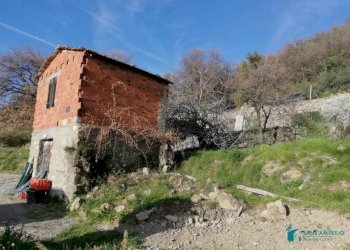 Terreno - Rustico strada maciurina, Vallebona - foto 11