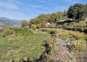 Terreno - Rustico strada maciurina, Vallebona - foto 16