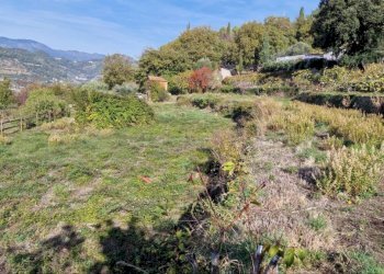 Terreno - Rustico strada maciurina, Vallebona - foto 17