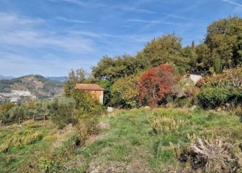 Terreno - Rustico strada maciurina, Vallebona - foto 20