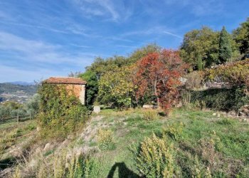 Terreno - Rustico strada maciurina, Vallebona - foto 21
