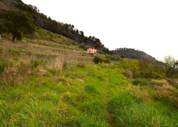 Terreno - Rustico strada maciurina, Vallebona - foto 23