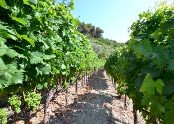 1585-45-vigneto.2 - Villa strada nerussi, Soldano - foto 30