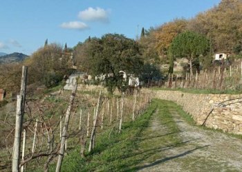 photo1675154567 (7) - Villa Vallebona - foto 5