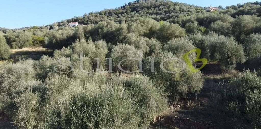 imm_14062-1024-.jpg - Rustic strada Provinciale, snc, Perinaldo - photo 1