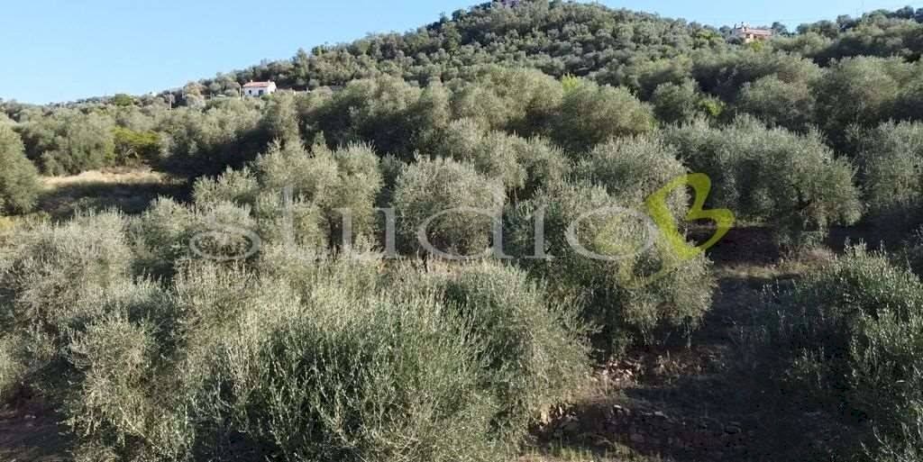 imm_14064-1024-.jpg - Rustic strada Provinciale, snc, Perinaldo - photo 3