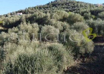 imm_14062-1024-.jpg - Rustico strada Provinciale, snc, Perinaldo - foto 1