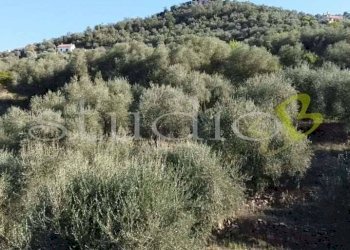 imm_14064-1024-.jpg - Rustico strada Provinciale, snc, Perinaldo - foto 3