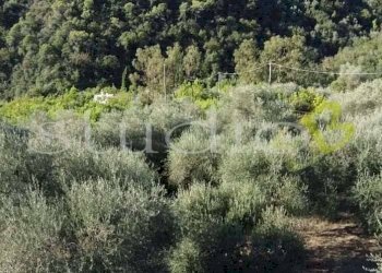 imm_14065-1024-.jpg - Rustico strada Provinciale, snc, Perinaldo - foto 4