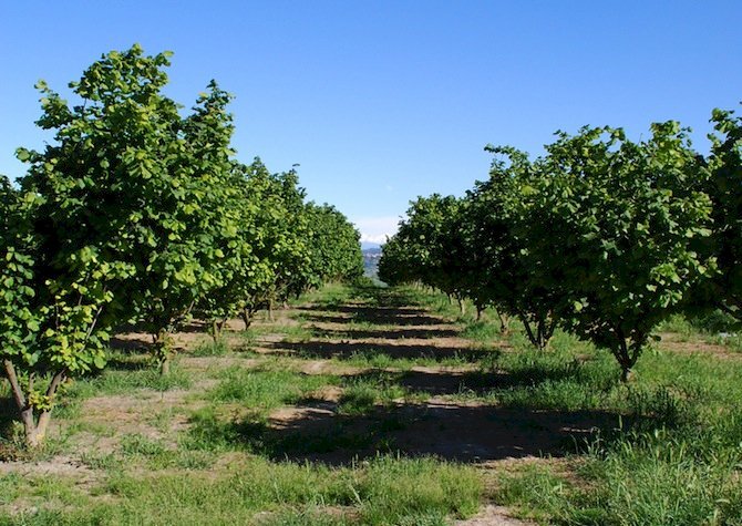 Azienda agricola Nizza Monferrato - foto 1