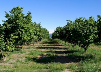 Azienda agricola Nizza Monferrato - foto 1