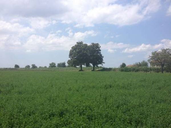 Rustic Località Sala, Cesenatico - photo 3