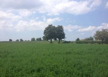 Rustico Località Sala, Cesenatico - foto 3