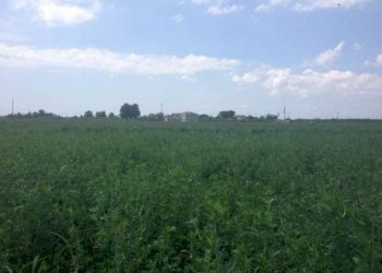 Rustico Località Sala, Cesenatico - foto 8