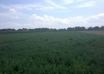 Rustico Località Sala, Cesenatico - foto 10