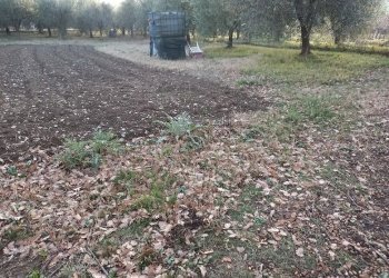 Terreno edificabile Poggio Torriana - foto 1