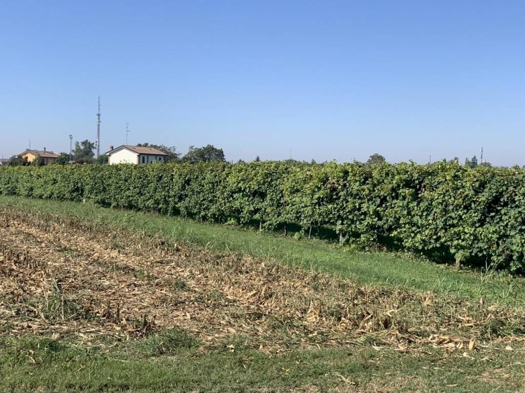 img 0226 - Terreno agricolo via porto, Rolo - foto 3