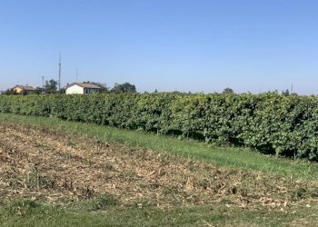 img 0226 - Terreno agricolo via porto, Rolo - foto 3