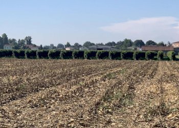 img 0227 - Terreno agricolo via porto, Rolo - foto 4