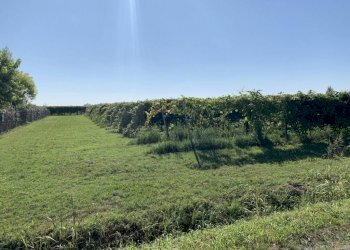 img 0228 - Terreno agricolo via porto, Rolo - foto 5