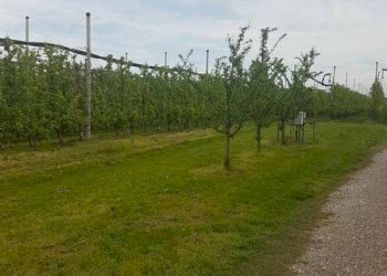 20190424 102806 ridimensionare - Terreno agricolo via IMPERIALE, Soliera - foto 10