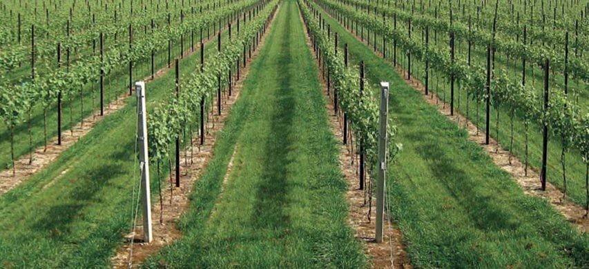 vigneto - Agricultural land Carpi - photo 1