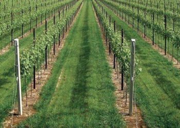 vigneto - Terreno agricolo Carpi - foto 1