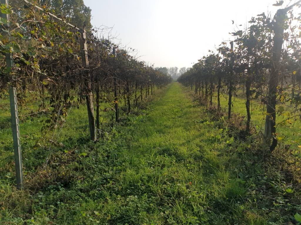 20221027 162009 - Terreno agricolo via ARDIONE, Correggio - foto 1