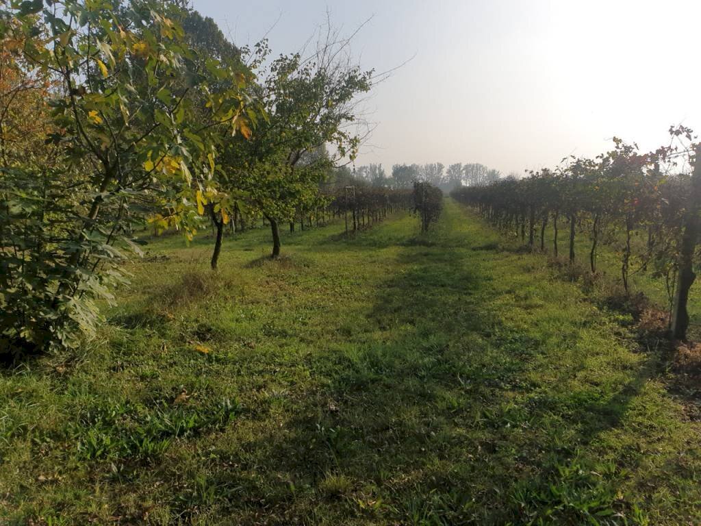 20221027 161944 - Terreno agricolo via ARDIONE, Correggio - foto 2
