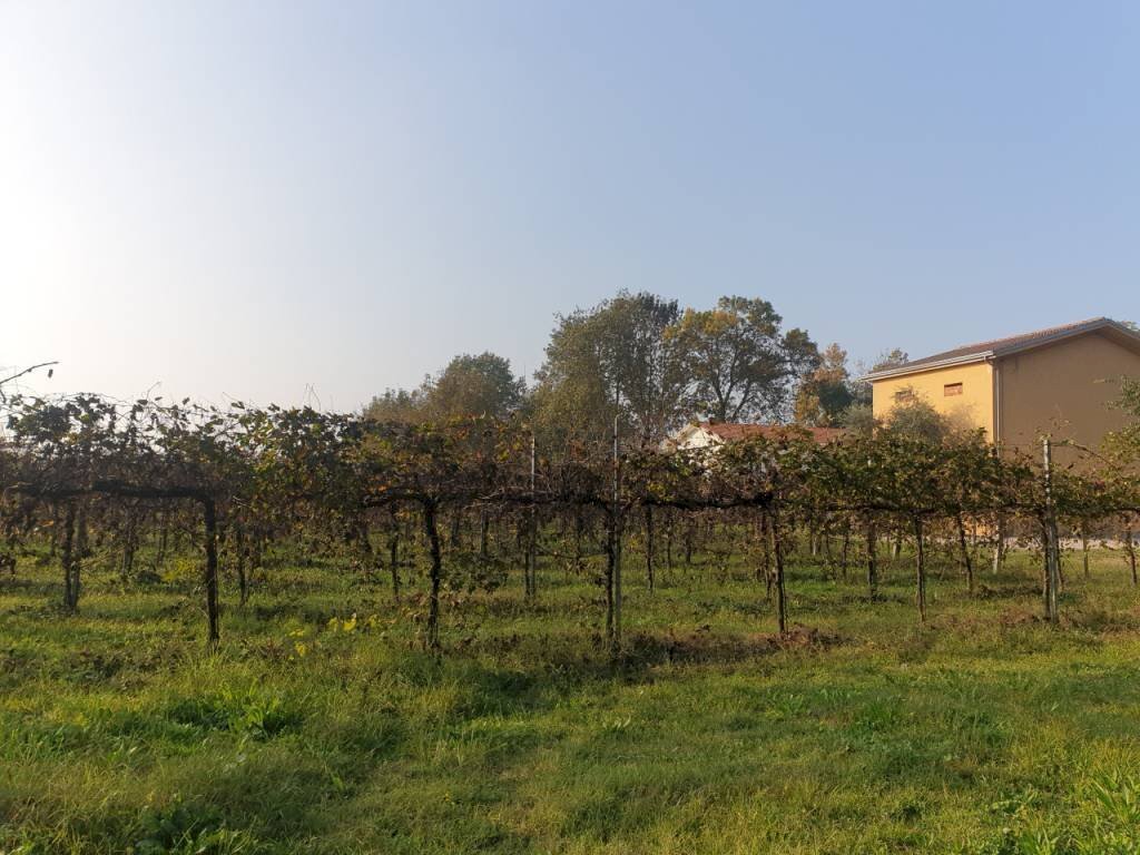 20221027 162023 - Terreno agricolo via ARDIONE, Correggio - foto 3