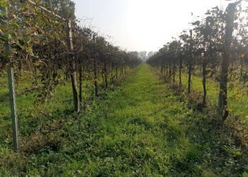 20221027 162009 - Terreno agricolo via ARDIONE, Correggio - foto 1