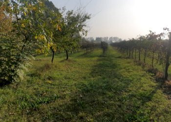 20221027 161944 - Terreno agricolo via ARDIONE, Correggio - foto 2