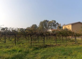 20221027 162023 - Terreno agricolo via ARDIONE, Correggio - foto 3