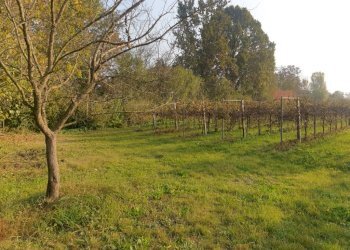 20221027 161956 - Terreno agricolo via ARDIONE, Correggio - foto 5