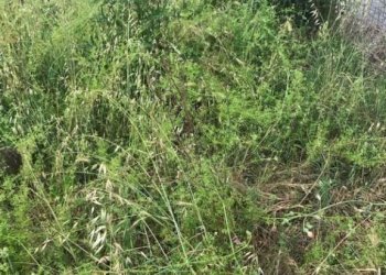 Casa indipendente Novi di Modena - foto 7