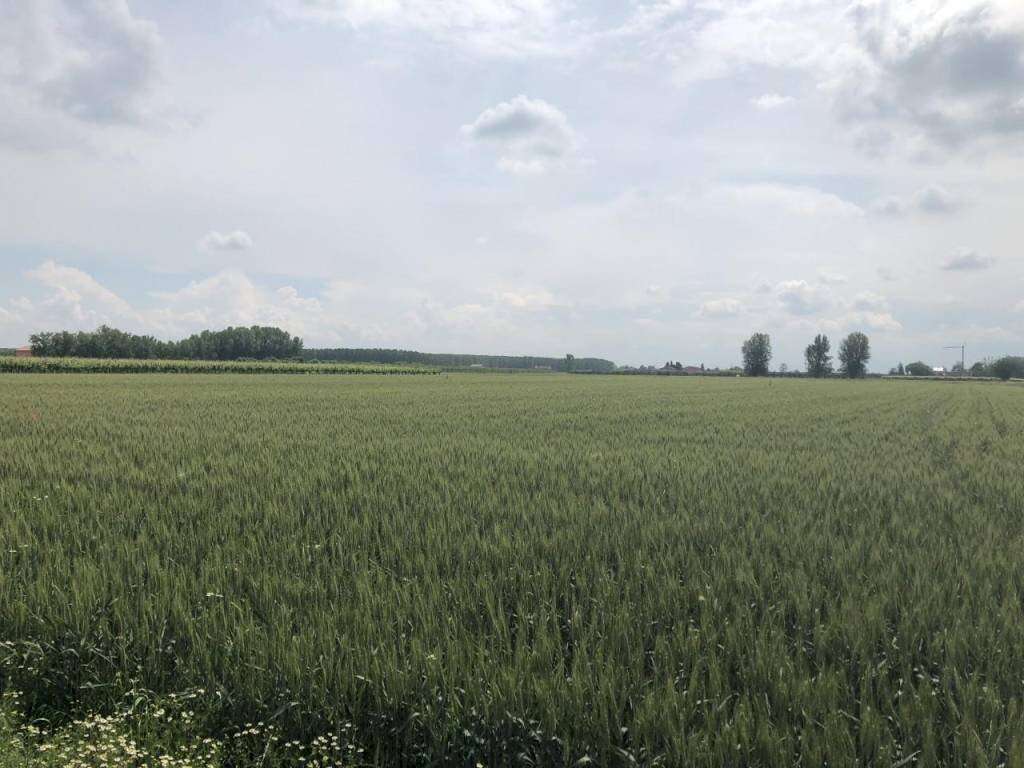 img 1452 - Terreno agricolo Novi di Modena - foto 1
