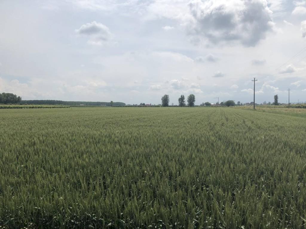 img 1453 - Terreno agricolo Novi di Modena - foto 2