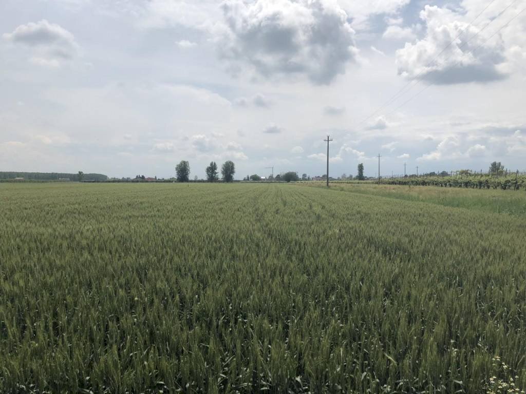 img 1454 - Terreno agricolo Novi di Modena - foto 3