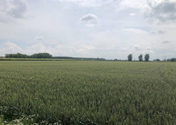 img 1452 - Terreno agricolo Novi di Modena - foto 1