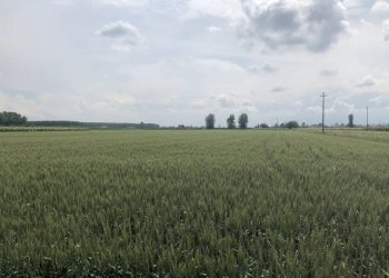 img 1453 - Terreno agricolo Novi di Modena - foto 2