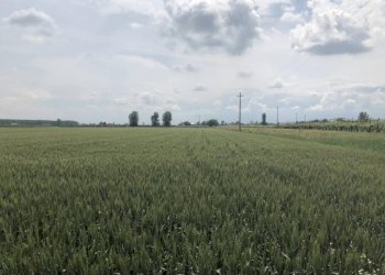 img 1454 - Terreno agricolo Novi di Modena - foto 3