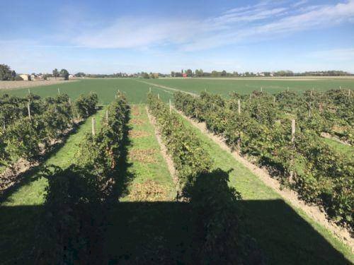 foto 02 - Terreno agricolo Carpi - foto 2