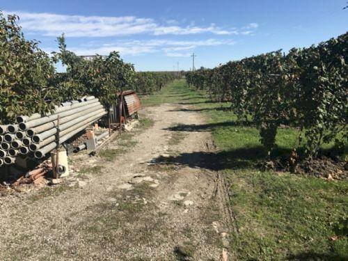 foto 03 - Terreno agricolo Carpi - foto 3