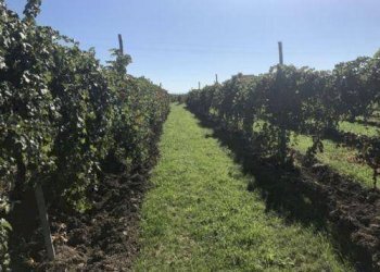 foto 01 - Agricultural land Carpi - photo 1