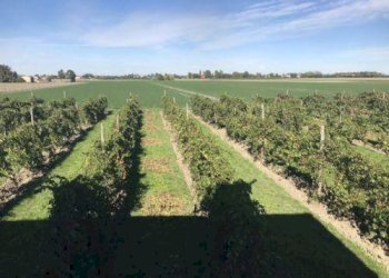 foto 02 - Agricultural land Carpi - photo 2